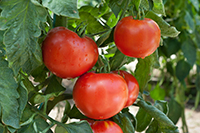 Heirloom tomatoes at peak ripeness.
